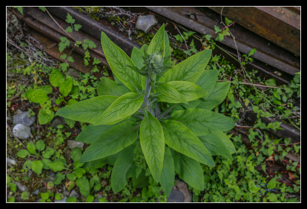 _H1A3664.jpg - 20170425 阿里山+圓潭螢火蟲