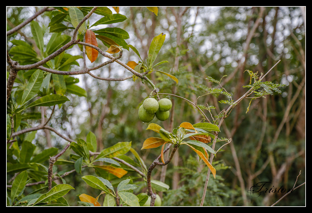 _H1A3160.jpg - 20170401 墾丁