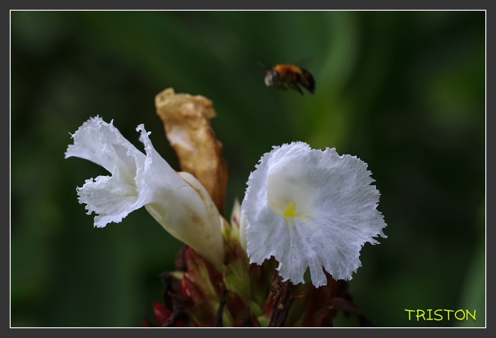 _H1A6818.jpg - 20170904 獨立山步道生態