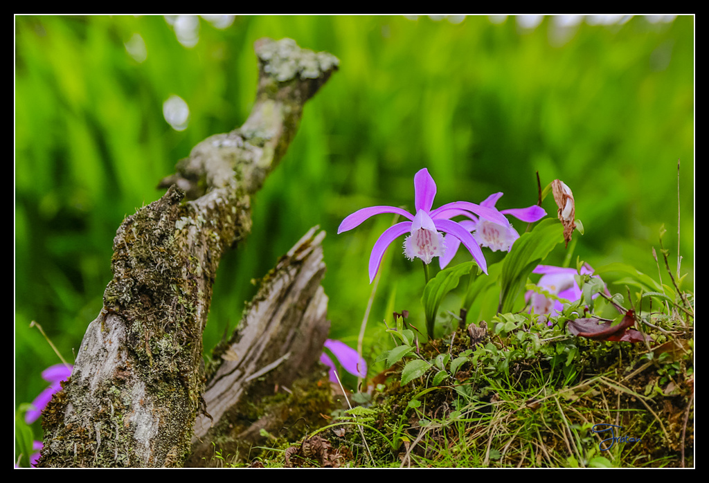 _H1A3685.jpg - 20170425 阿里山+圓潭螢火蟲
