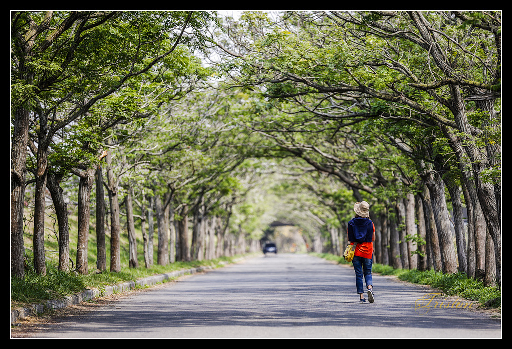 _H1A3027.jpg - 20170328 嘉義苦楝花隧道