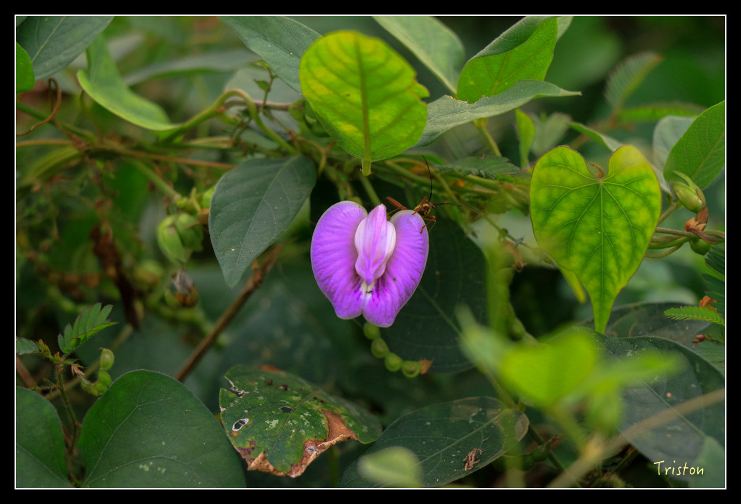 IMG_9653.jpg - 20151202 老七佳部落