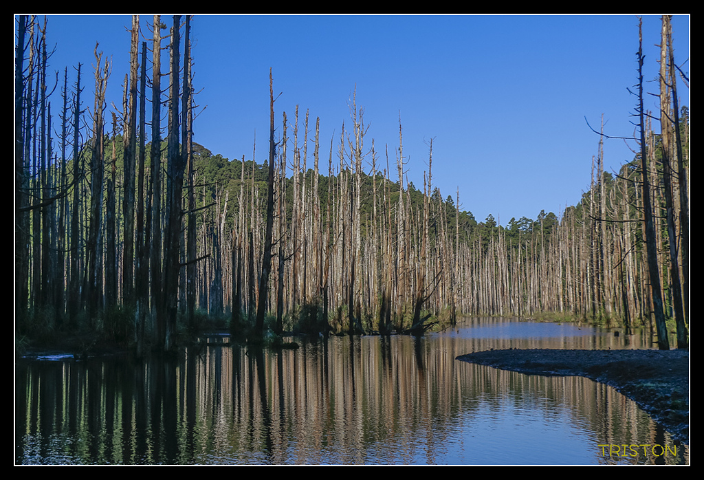 _MG_0251.jpg - 20170723 水漾森林