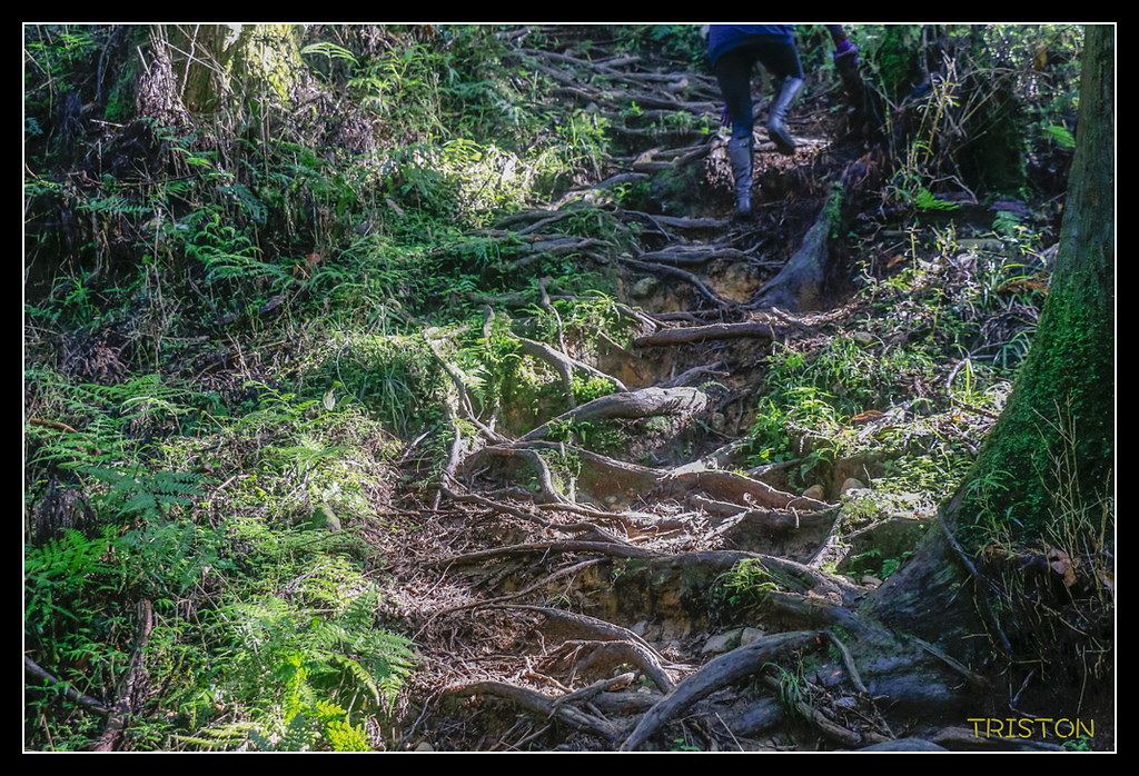 _MG_0334.jpg - 20170723 水漾森林