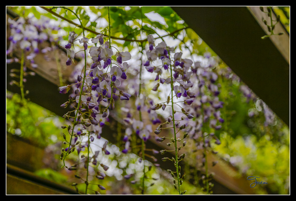 _H1A3715.jpg - 20170425 阿里山+圓潭螢火蟲