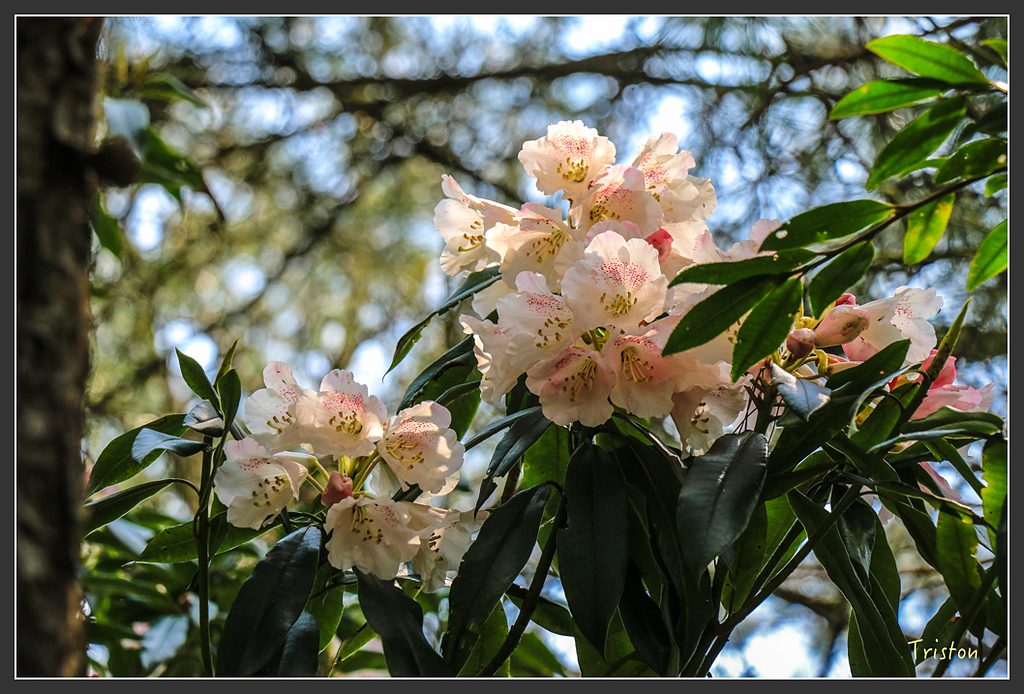 IMG_6233.jpg - 20160402 鹿林麟趾東埔山