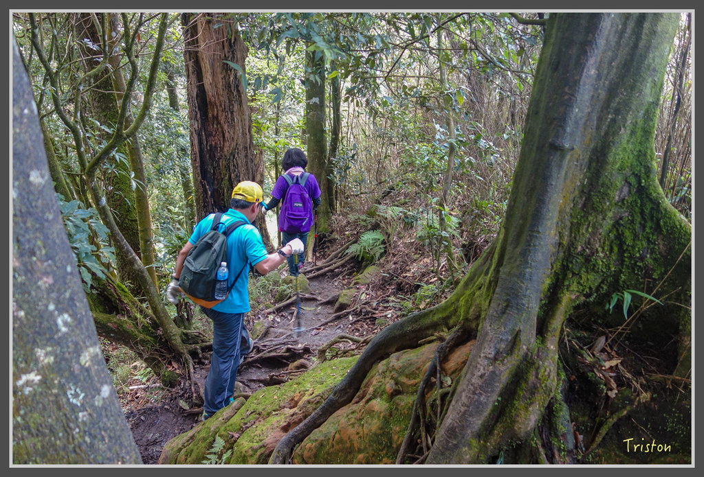 DSC00796.jpg - 20160924 溪頭台寅山