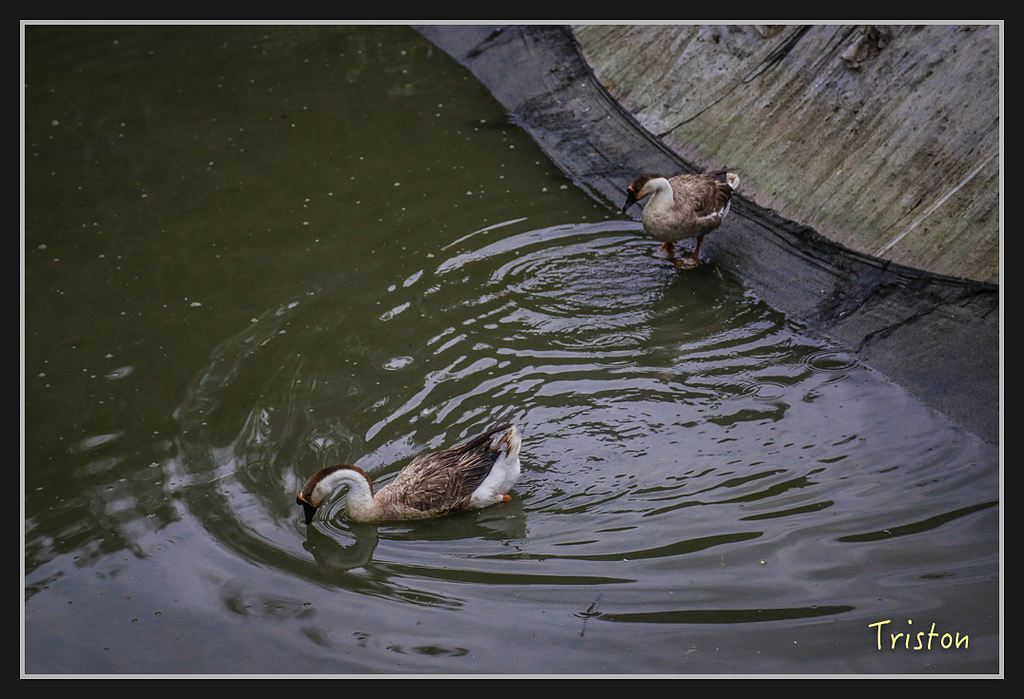 _H1A2215.jpg - 20170212 武界 萬大電廠 奧萬大