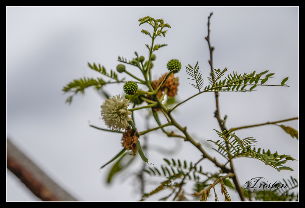 _H1A3178.jpg - 20170401 墾丁