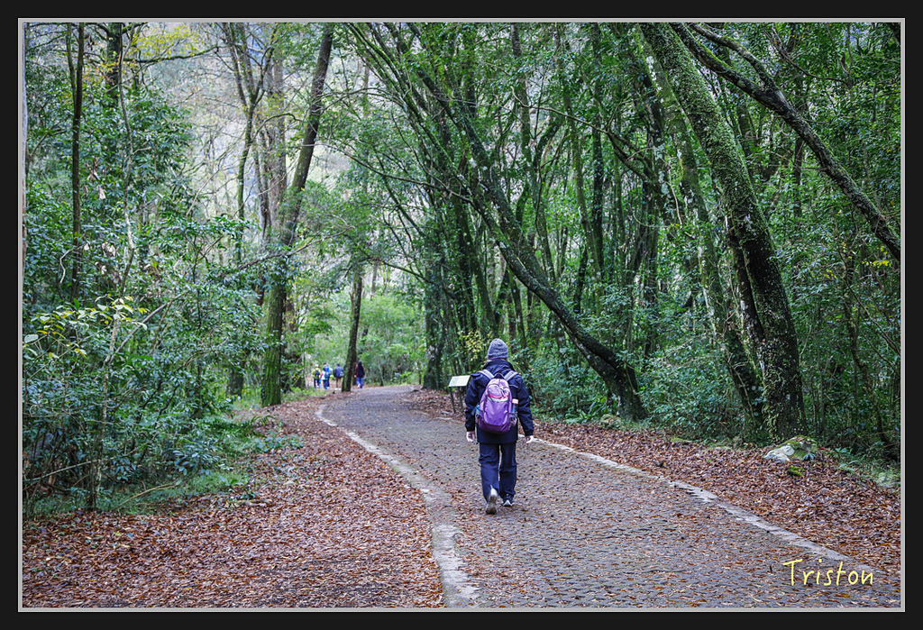 _H1A2224.jpg - 20170212 武界 萬大電廠 奧萬大