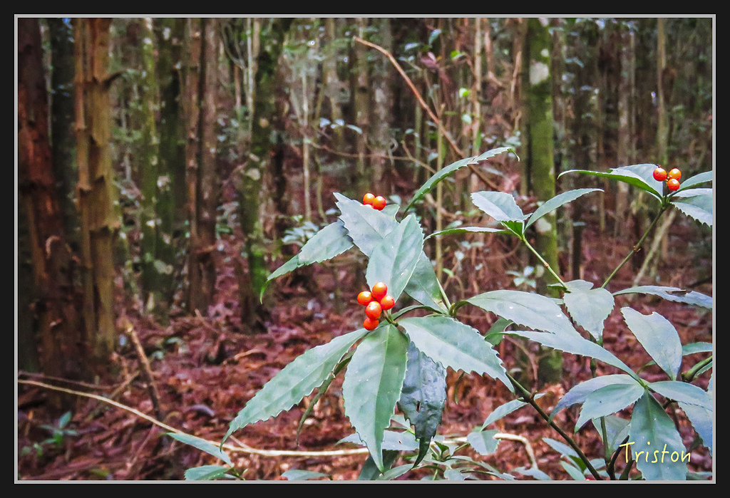 IMG_1376.jpg - 20170318 守關山、守城大山