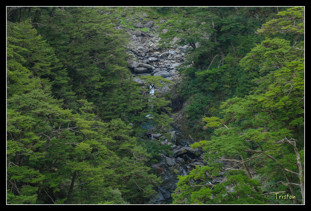 JH1A0723.jpg - 20151205 合歡溪步道、108K楓之谷