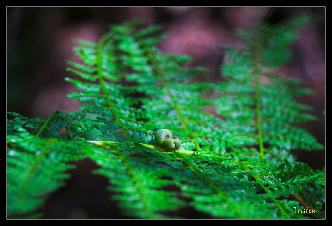 IMG_9211.jpg - 20151130 小笠原山、對高岳