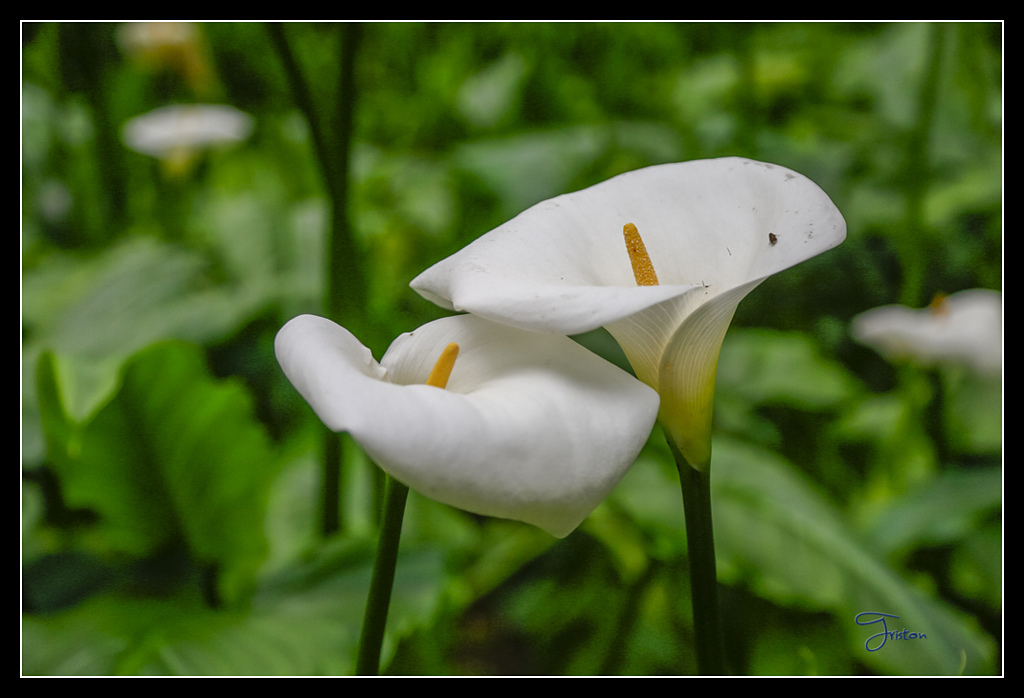 _H1A3673.jpg - 20170425 阿里山+圓潭螢火蟲