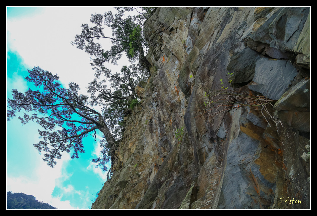 JH1A0741.jpg - 20151205 合歡溪步道、108K楓之谷