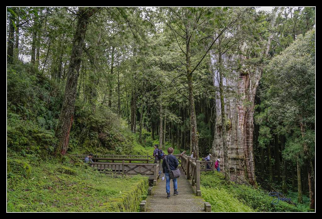 _H1A3611.jpg - 20170425 阿里山+圓潭螢火蟲