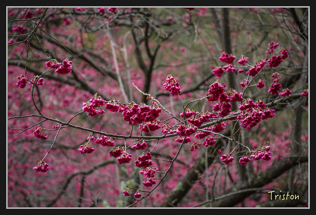 _H1A2356.jpg - 20170212 武界 萬大電廠 奧萬大