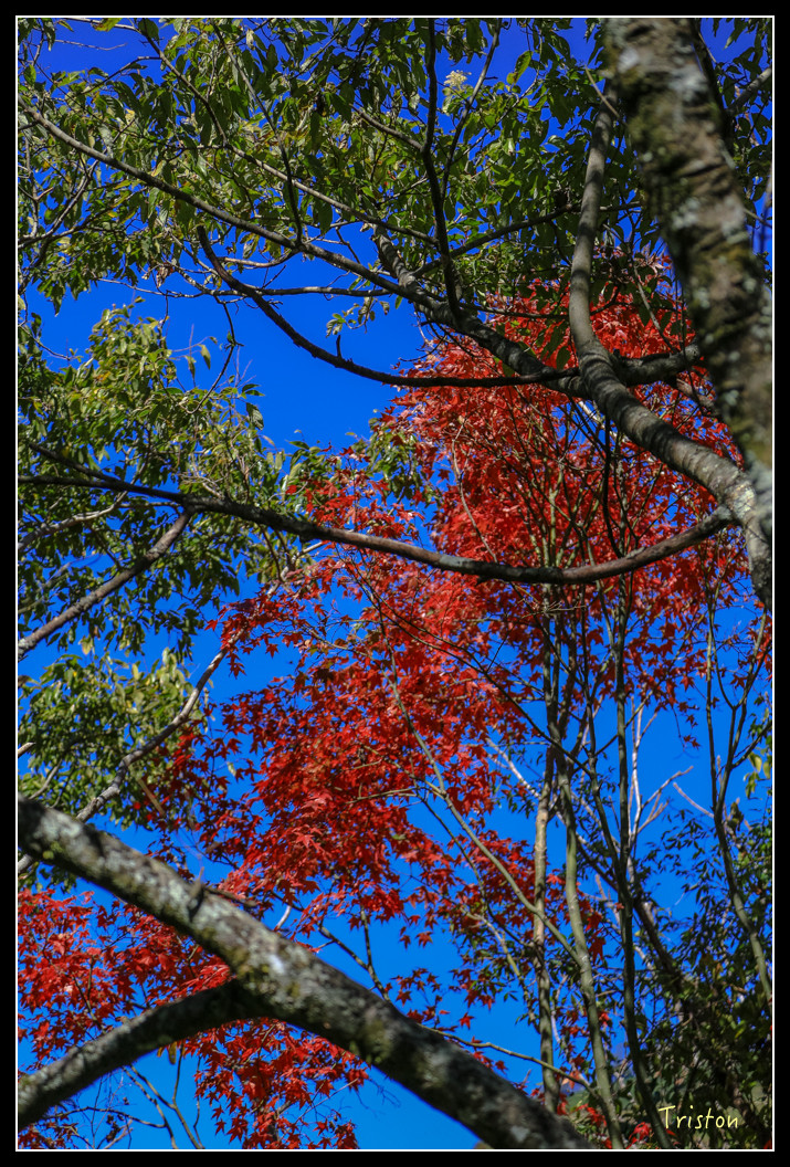 JH1A0569.jpg - 20151205 合歡溪步道、108K楓之谷