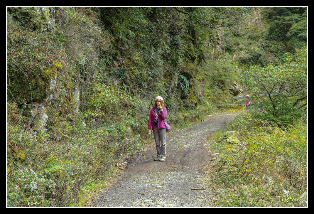 JH1A0777.jpg - 20151205 合歡溪步道、108K楓之谷