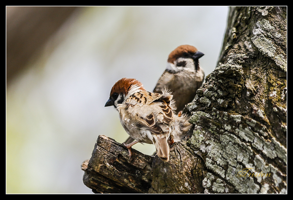 _H1A3097.jpg - 20170328 嘉義苦楝花隧道