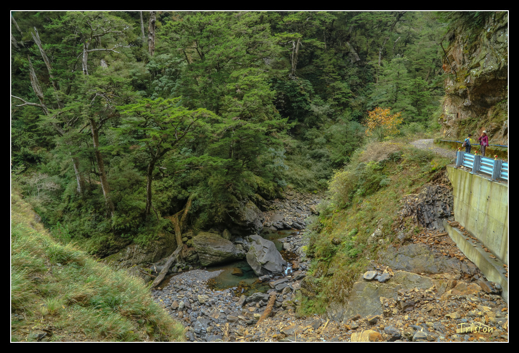 JH1A0782.jpg - 20151205 合歡溪步道、108K楓之谷