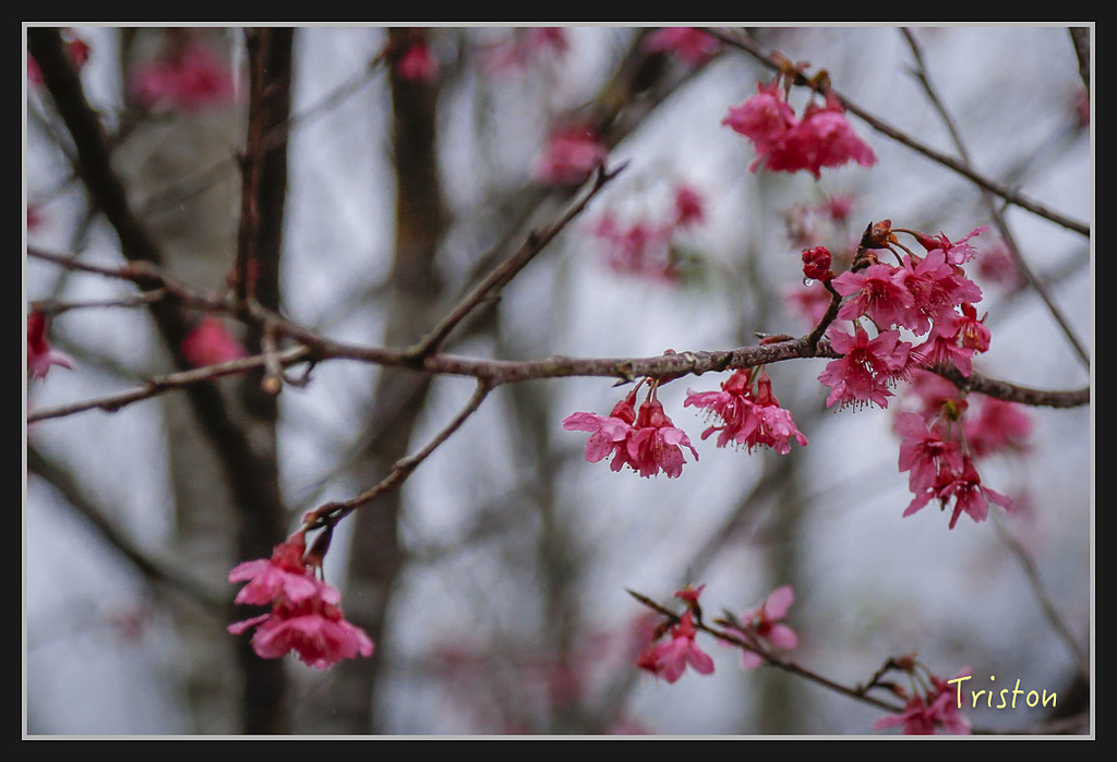 _H1A1945.jpg - 20170212 武界 萬大電廠 奧萬大