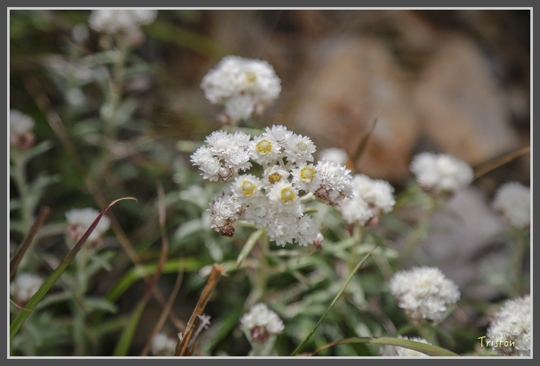 JH1A0170.jpg - 20160806 小奇萊步道、清境國小