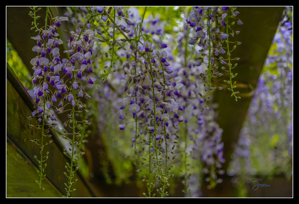 _H1A3714.jpg - 20170425 阿里山+圓潭螢火蟲