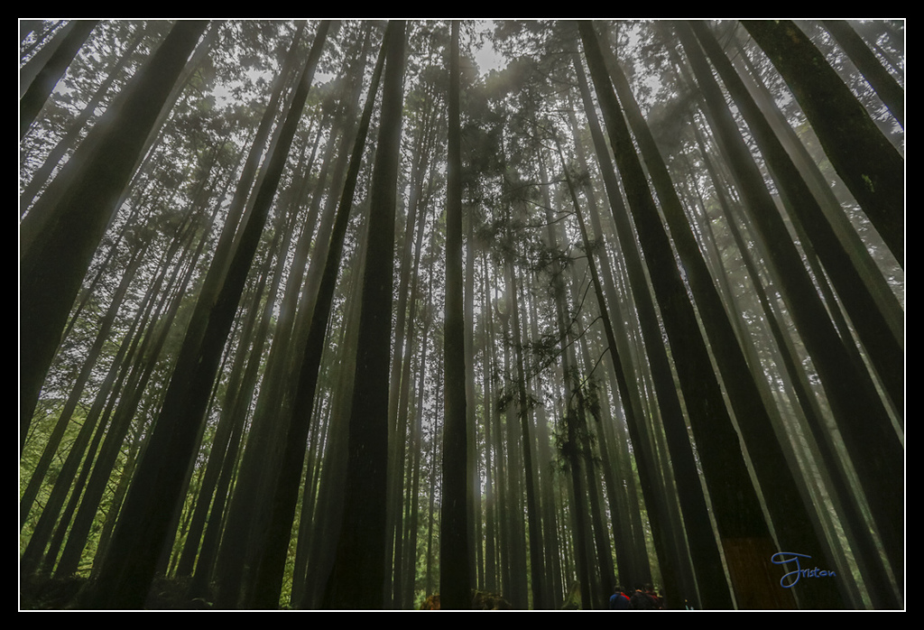 _H1A3740.jpg - 20170425 阿里山+圓潭螢火蟲