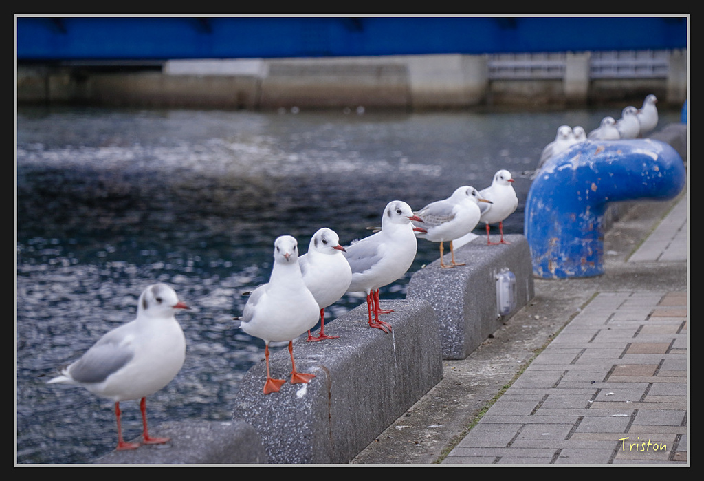 Canon-234.jpg - 20170120 大阪神戶親子遊