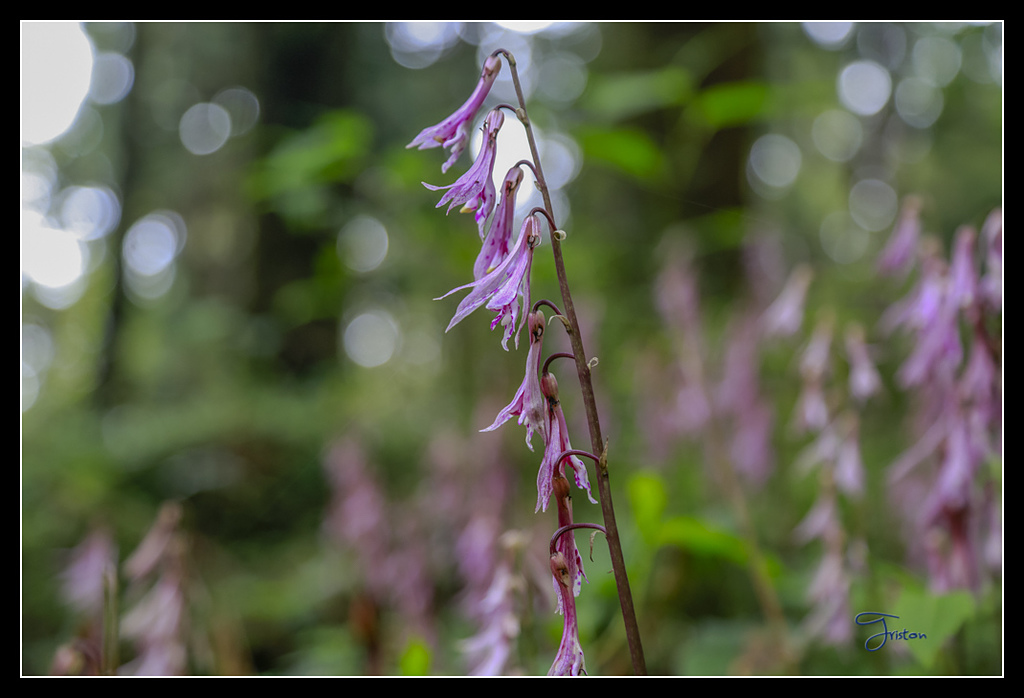 _H1A3645.jpg - 20170425 阿里山+圓潭螢火蟲