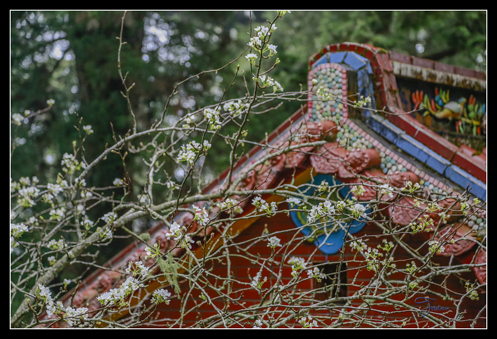 _H1A3776.jpg - 20170425 阿里山+圓潭螢火蟲