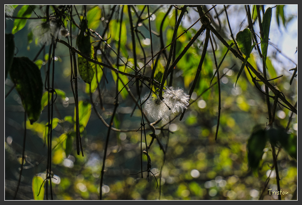 IMG_6192.jpg - 20160402 鹿林麟趾東埔山