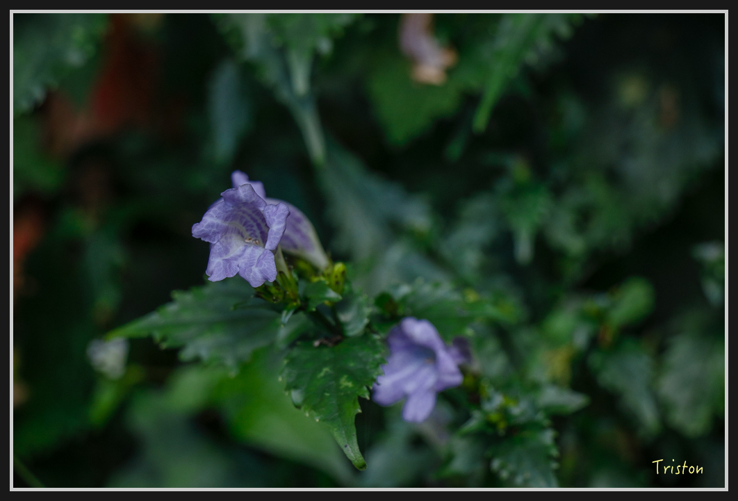 _MG_0193.jpg - 20161226 大塔山