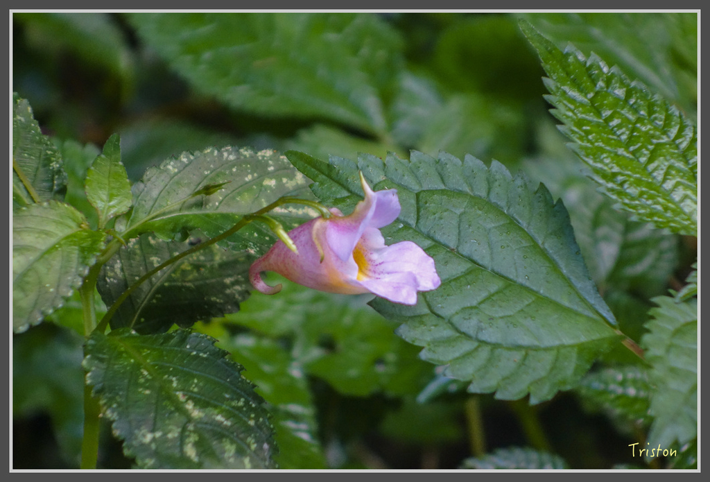 DSC00827.jpg - 20160924 溪頭台寅山