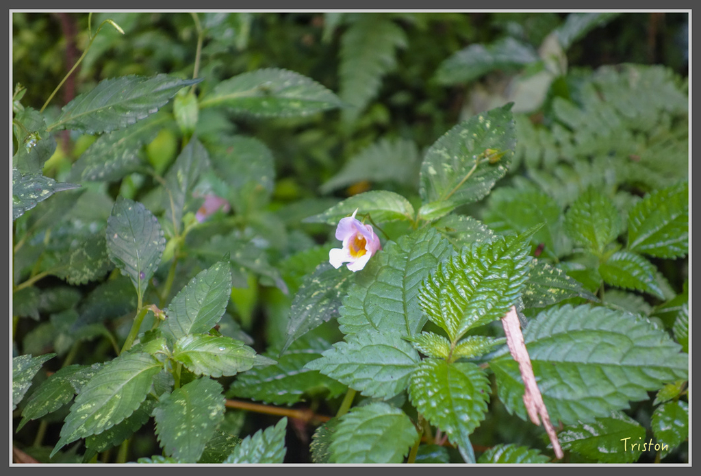 DSC00828.jpg - 20160924 溪頭台寅山
