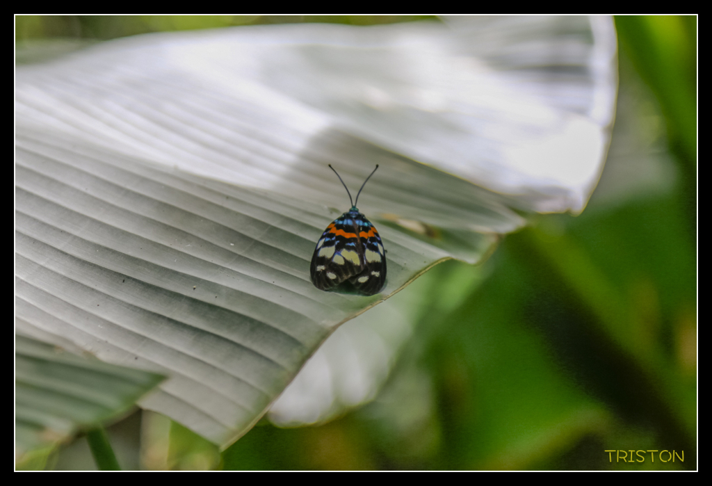 _H1A5192.jpg - 20170717 台北日月潭之旅