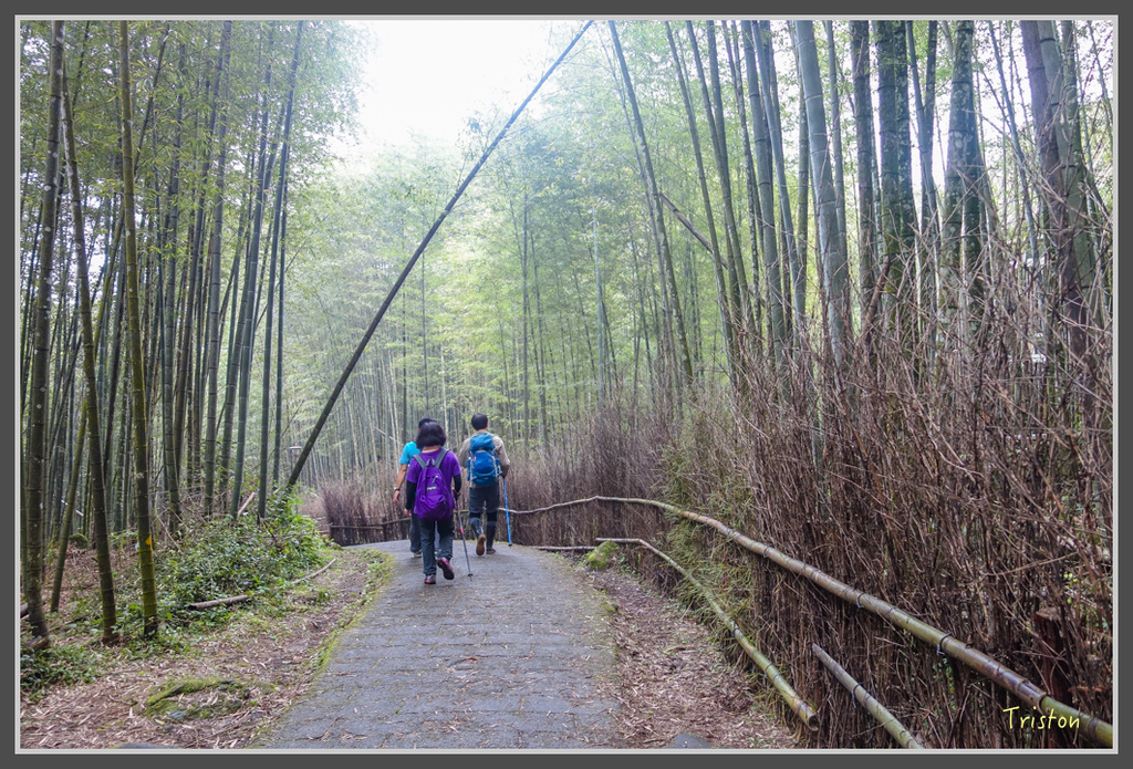 DSC00837.jpg - 20160924 溪頭台寅山