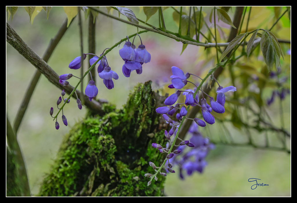 _H1A3720.jpg - 20170425 阿里山+圓潭螢火蟲