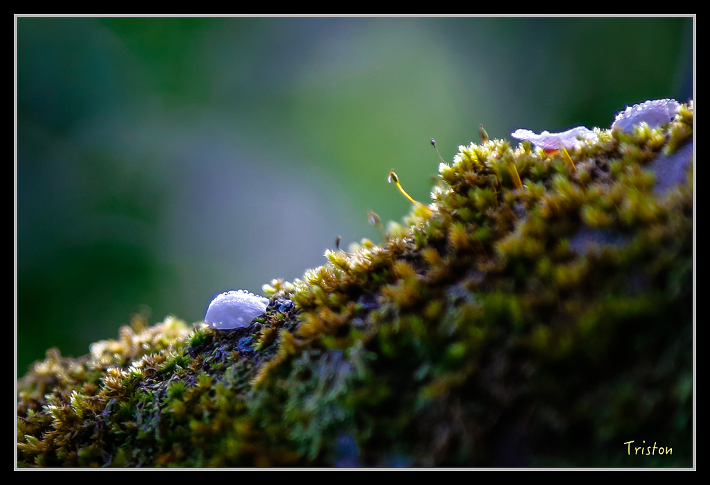 _H1A1439.jpg - 20170117 烏松崙、竹青庭