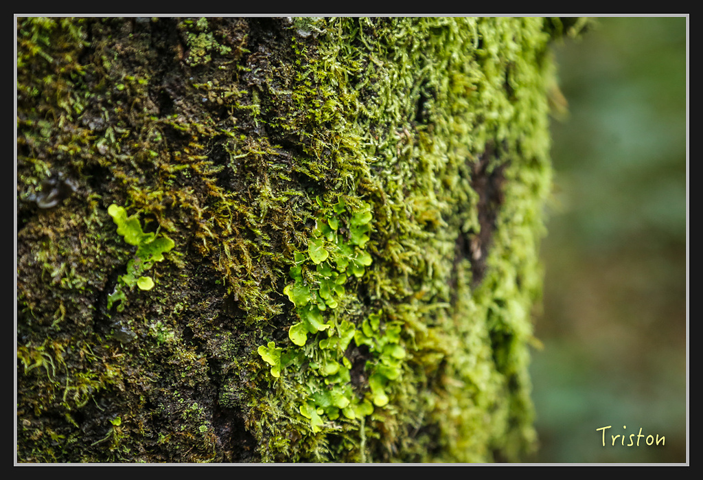 _H1A2230.jpg - 20170212 武界 萬大電廠 奧萬大