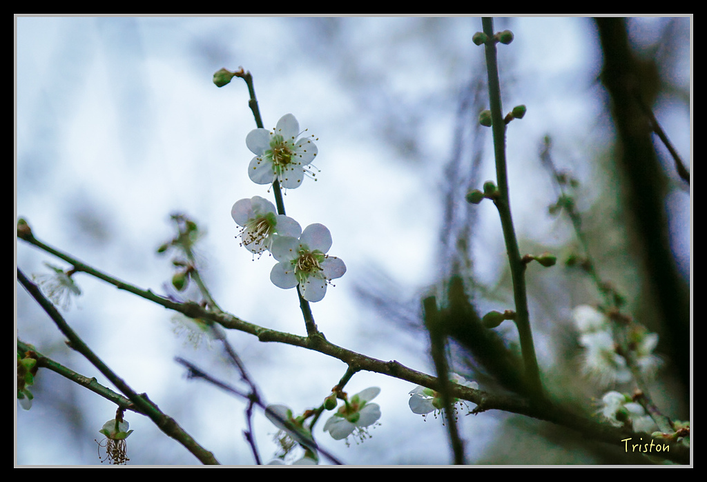 _H1A1277.jpg - 20170117 烏松崙、竹青庭