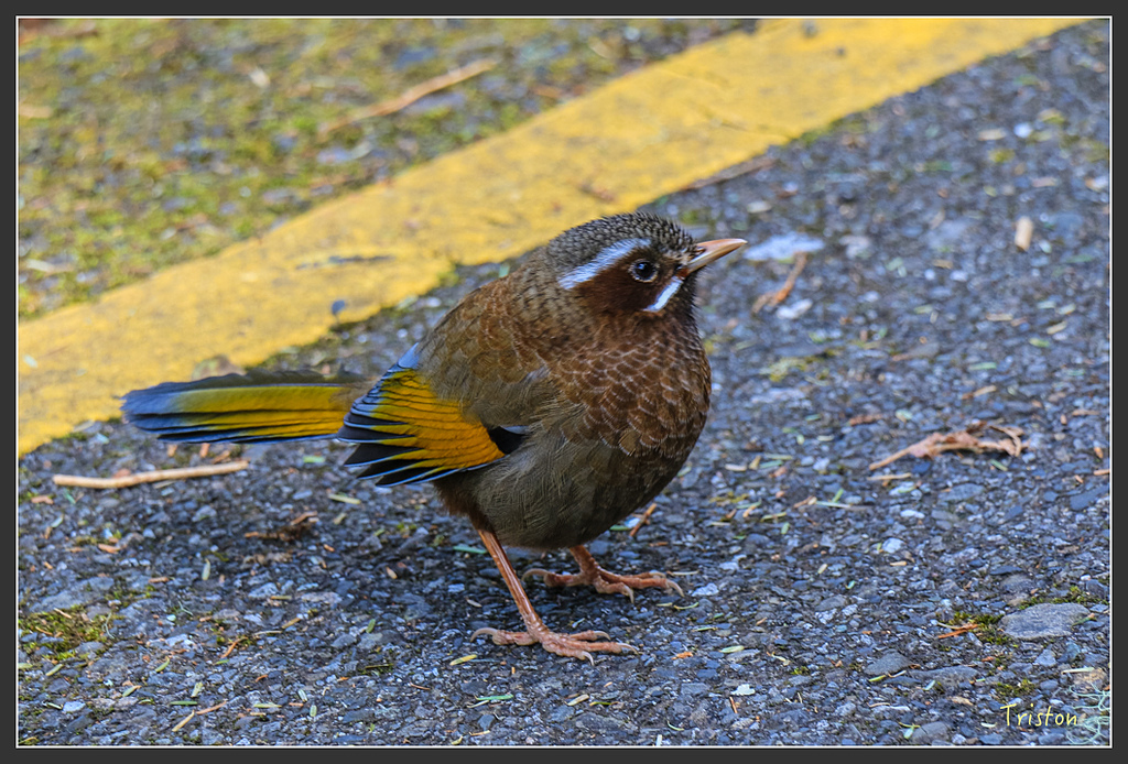 IMG_6088.jpg - 20160402 鹿林麟趾東埔山
