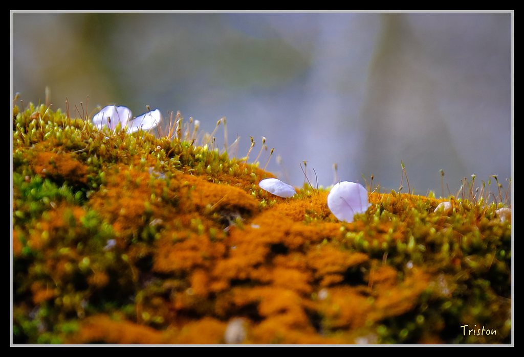 _H1A1437.jpg - 20170117 烏松崙、竹青庭