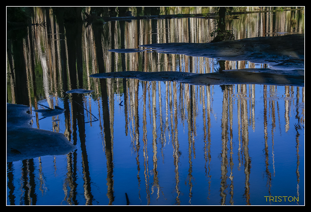 _MG_0299.jpg - 20170723 水漾森林