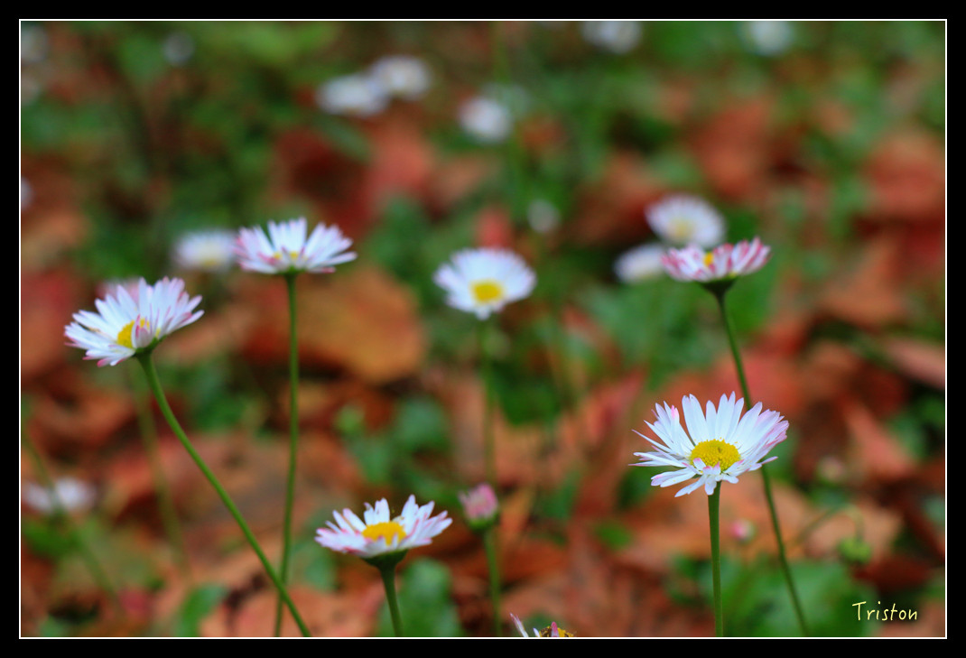 IMG_9416.jpg - 20151130 小笠原山、對高岳