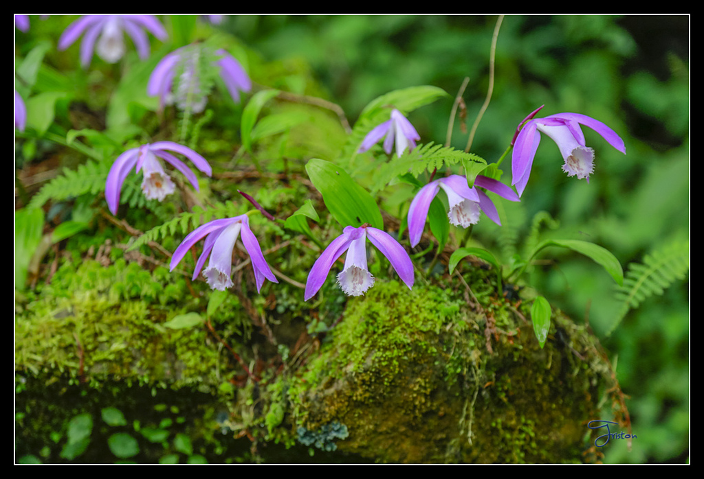 _H1A3667.jpg - 20170425 阿里山+圓潭螢火蟲