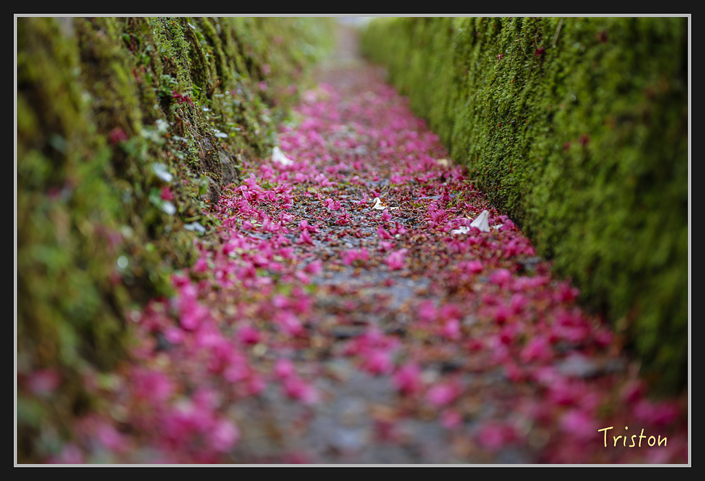 _H1A2018.jpg - 20170212 武界 萬大電廠 奧萬大