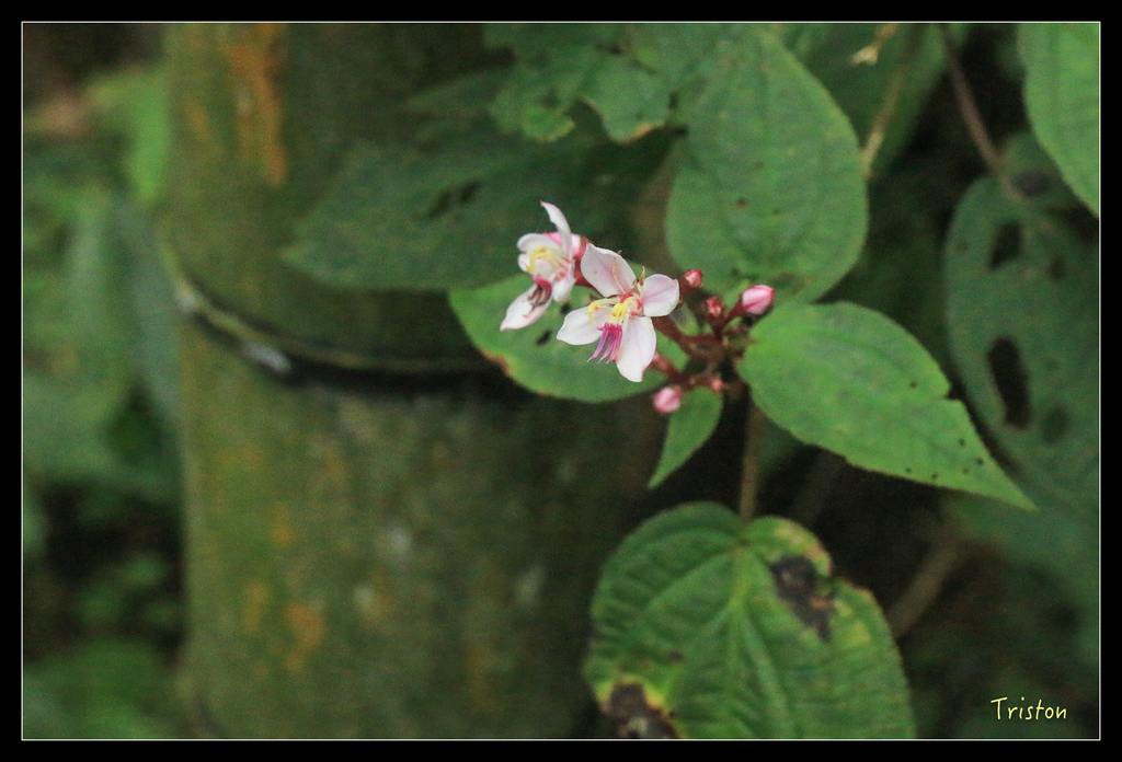 IMG_8442.jpg - 20151012 水社寮,四天王山