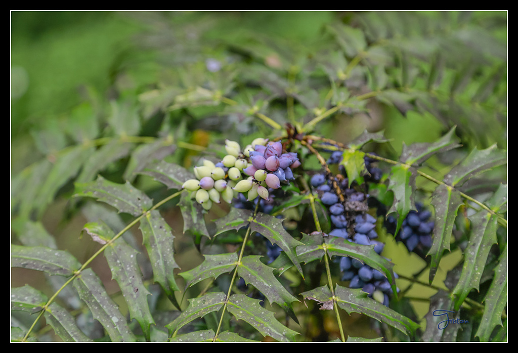 _H1A3677.jpg - 20170425 阿里山+圓潭螢火蟲